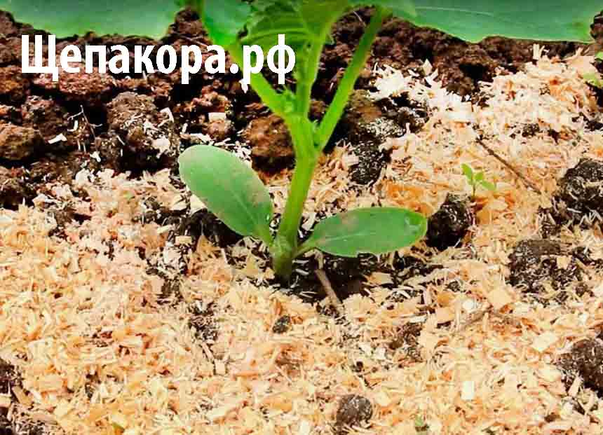 Стружка на огороде